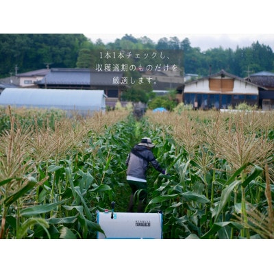 【2025年分先行受付】南信州産 完熟生とうもろこし 約5kg(10本～14本)
