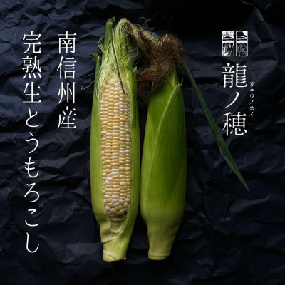 【2025年分先行受付】南信州産 完熟生とうもろこし 約8kg(18本～22本)