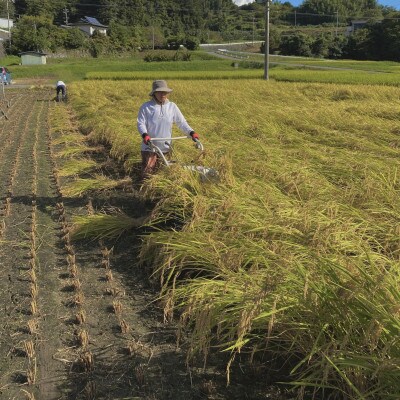 【令和6年産】南信州産はざかけ米　天竜乙女3kg