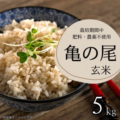 栽培期間中農薬・肥料不使用　亀の尾　玄米　5kg