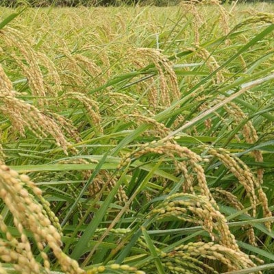 栽培期間中農薬・肥料不使用　亀の尾　玄米　5kg