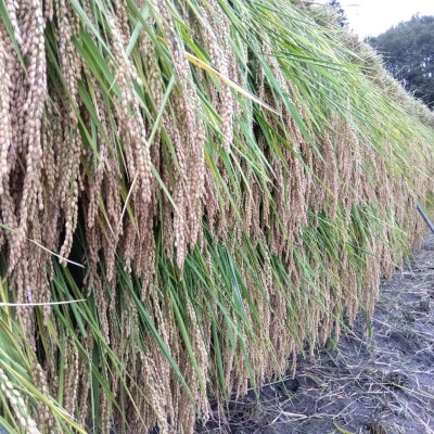 栽培期間中農薬・肥料不使用　亀の尾　玄米　5kg