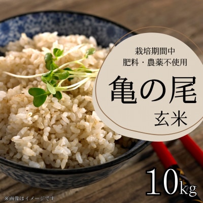 栽培期間中農薬・肥料不使用　亀の尾　玄米　10kg | ふるさと納税のお礼品