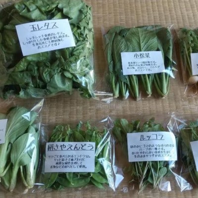 旬の野菜セット詰め合わせ　Mサイズ 2～3人分