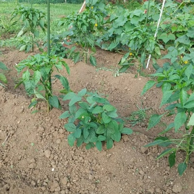 旬の野菜セット詰め合わせ　Mサイズ 2～3人分
