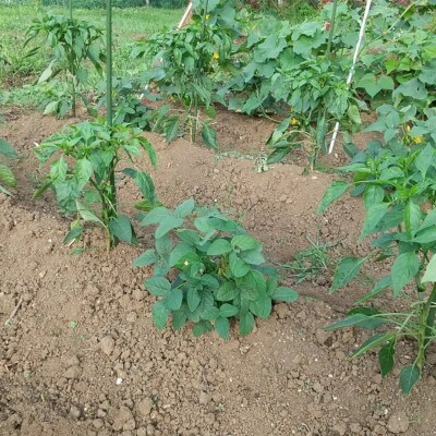 【発送月固定定期便】旬の野菜セット詰め合わせ　Mサイズ 2～3人分全3回