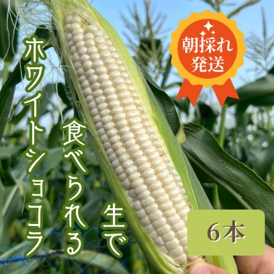 生で食べられるホワイトショコラ6本 約3kg