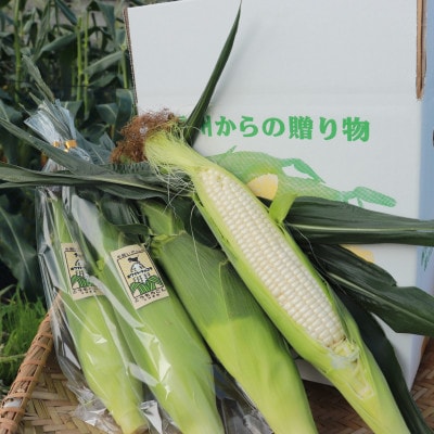 生で食べられるホワイトショコラ6本 約3kg