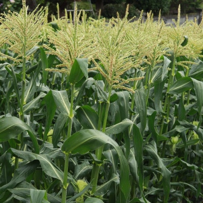 生で食べられるホワイトショコラ6本 約3kg