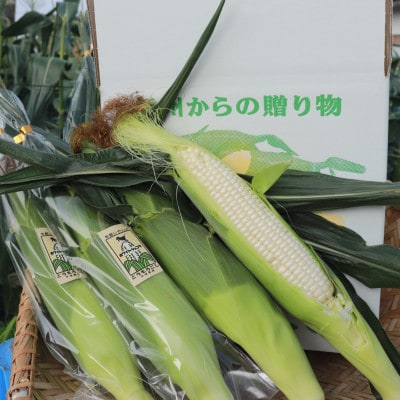 生で食べられるホワイトショコラ10本 約5kg