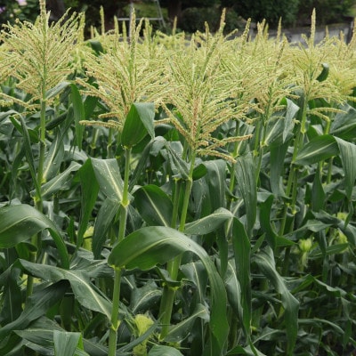 生で食べられるホワイトショコラ10本 約5kg