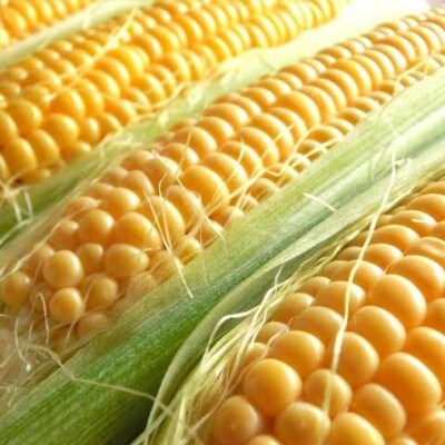 生で食べられるサニーショコラ6本 約3kg