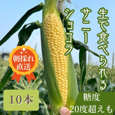生で食べられるサニーショコラ10本 約5kg