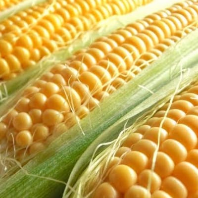 生で食べられるサニーショコラ10本 約5kg