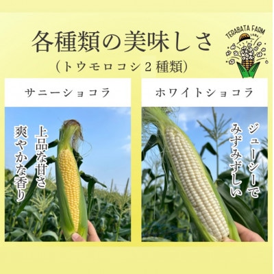 生で食べられるサニーショコラ、ホワイトショコラ2色セット6本 約3kg