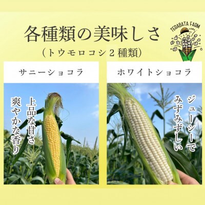 生で食べられるサニーショコラ、ホワイトショコラ2色セット10本 約5kg