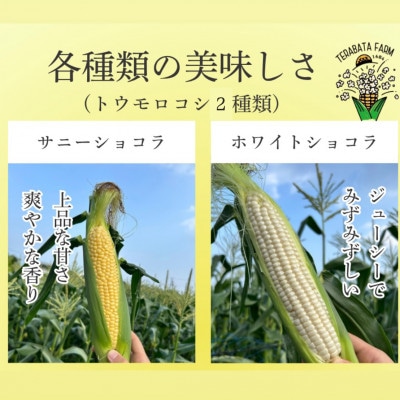 【訳あり】とうもろこしサニーショコラ、ホワイトショコラ2色セット10-15本 5kg