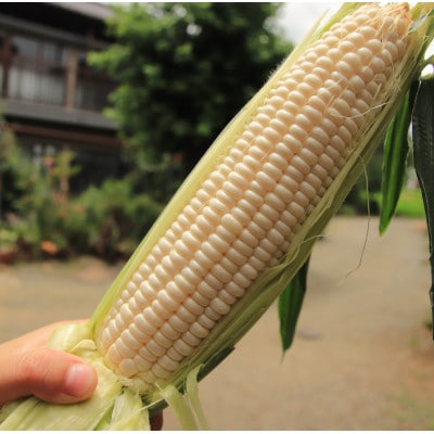 【訳あり】とうもろこしサニーショコラ、ホワイトショコラ2色セット10-15本 5kg