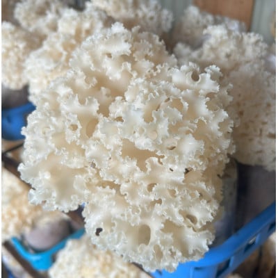 信州飯田産　はなびらたけパウダー　30g