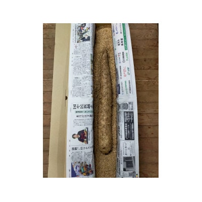 贈答用長芋1本(1.0～1.3kg程度)