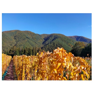 贈答用長芋1本(1.0～1.3kg程度)