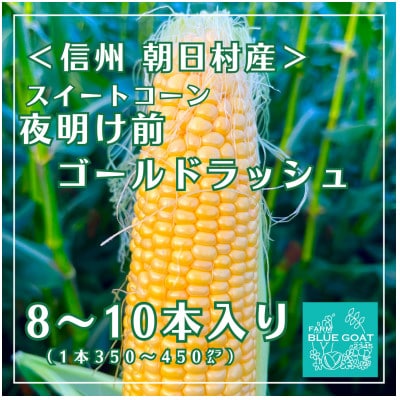 【信州朝日村産】 夜明け前ゴールドラッシュ　8～10本　〈2026年7月中旬～順次配送〉
