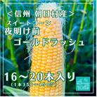 【農家直送】夜明け前ゴールドラッシュ　16～20本 (2026年7月中旬～順次配送)