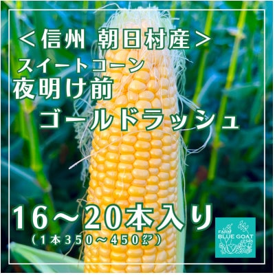 【農家直送】夜明け前ゴールドラッシュ　16～20本 (2026年7月中旬～順次配送)