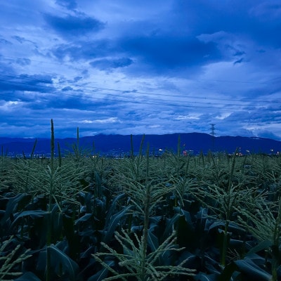 【農家直送】夜明け前ゴールドラッシュ　16～20本 (2026年7月中旬～順次配送)