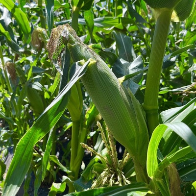 【農家直送】夜明け前ゴールドラッシュ　16～20本 (2026年7月中旬～順次配送)