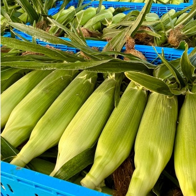 【農家直送】夜明け前ゴールドラッシュ　16～20本 (2026年7月中旬～順次配送)