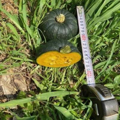 森のくま！長崎県産坊っちゃんかぼちゃ15個 坊ちゃんかぼちゃ 約5kg(1玉約500g×10玉) | 長野県朝日村 | ふるさと