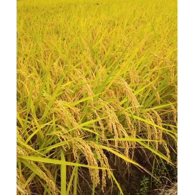 【さとふる限定】【令和7年産】長野県産コシヒカリ5kg 精米 ※※天日干しはぜかけ米※※