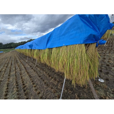【さとふる限定】【令和7年産】長野県産コシヒカリ5kg 精米 ※※天日干しはぜかけ米※※