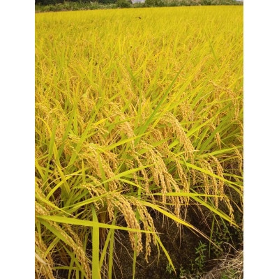 【さとふる限定】【令和7年産】長野県産コシヒカリ10kg精米※※天日干しはぜかけ米※※