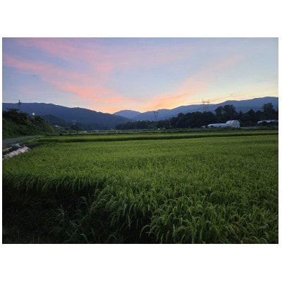 【さとふる限定】【令和7年産】長野県産コシヒカリ10kg精米※※天日干しはぜかけ米※※