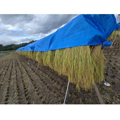 【さとふる限定】【令和7年産】長野県産コシヒカリ10kg精米※※天日干しはぜかけ米※※