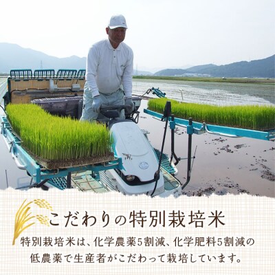 令和7年産:西予市宇和町産特別栽培米コシヒカリ・にこまる食べ比べセット(各2kg)