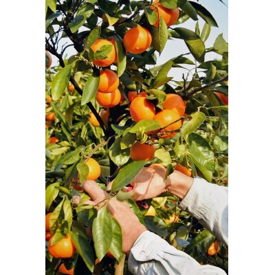 山徳農園「温州みかん」10kg(数量限定)