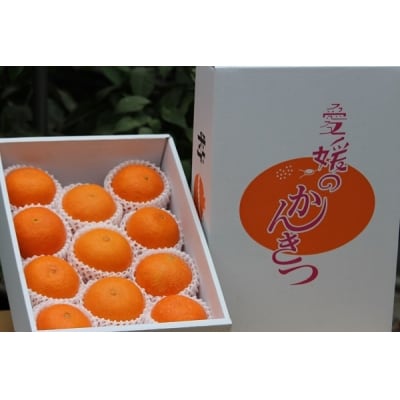 宇和のマドンナ2L～3L寸(数量限定)
