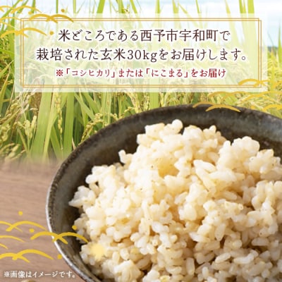 <令和7年産　西予市宇和町産　玄米30kg>　コメ　ご飯　ライス　特産品　ゴハン