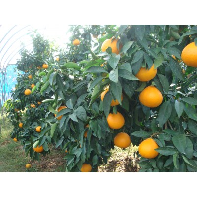 「まどんな」4kg(数量限定)