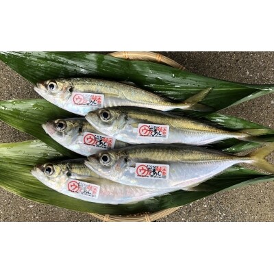 奥地あじ 2.5kg
