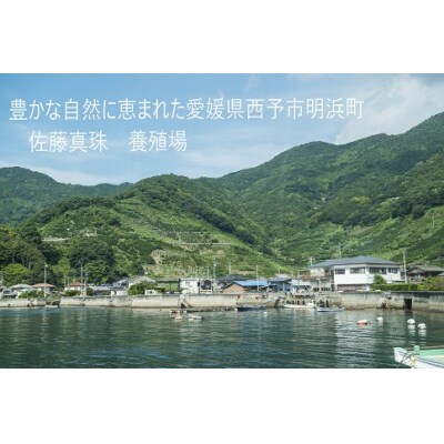 <明浜産真珠ペンダント・トロア(ホワイト)>　パール　ジュエリー　アクセサリー　ネックレス　西予市