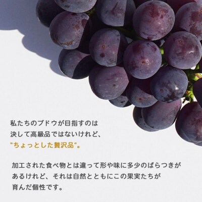 旬のブドウ　西予市産三色詰合せセット(1.5kg)