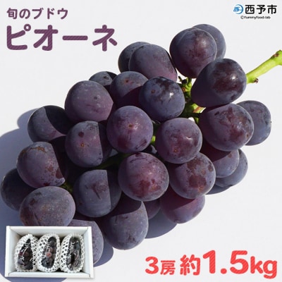 旬のブドウ　西予市産ピオーネ(1.5kg)　ぶどう　果物　おいしい　高級