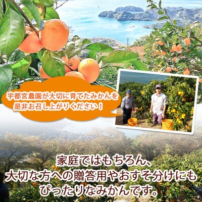 <先行受付>産地直送!!愛媛県明浜町産　温州みかん8kg(宇都宮農園)