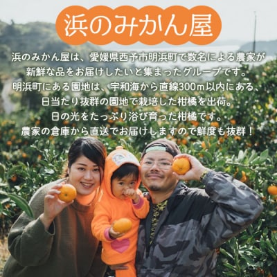 訳あり マドンナ 約4kg(小玉) 浜のみかん屋直送