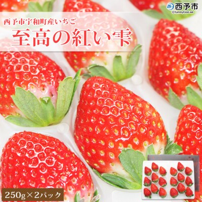 <いちご 至高の紅い雫 500g(250g×2パック)> 西予市宇和町産 果物 苺 イチゴ フルーツ