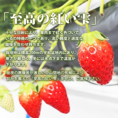 <いちご 至高の紅い雫 500g(250g×2パック)> 西予市宇和町産 果物 苺 イチゴ フルーツ